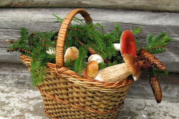 Cestino della Natura morta della foresta con funghi e coni