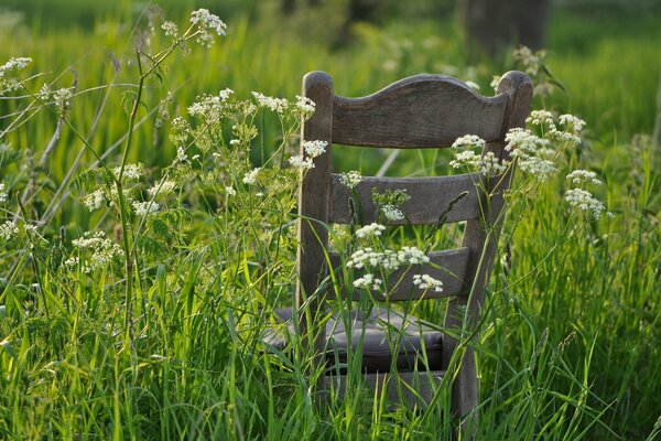 Photo d une chaise dans un fourré d herbe