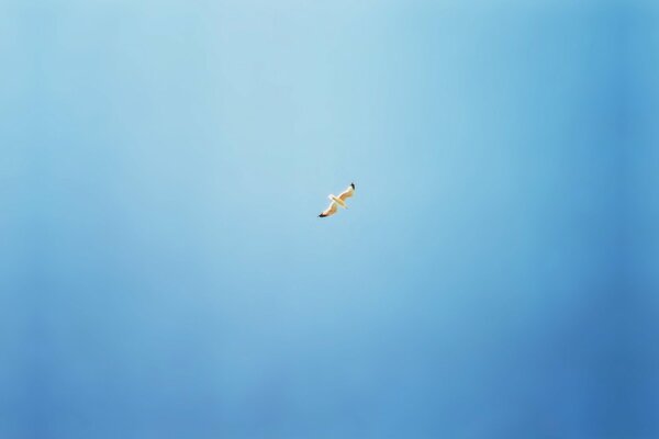 A flying seagull in the blue sky