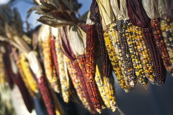 Corn variety in bokeh