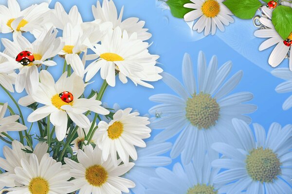 Ladybugs sit on daisies