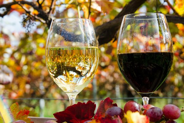 Gläser mit Weiß- und Rotwein auf Herbstlaub Hintergrund