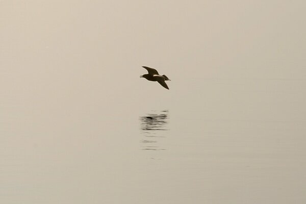 A bird on a gray background with a shadow minimalism