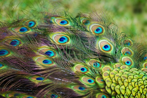 Queue de paon avec des plumes belle couleur