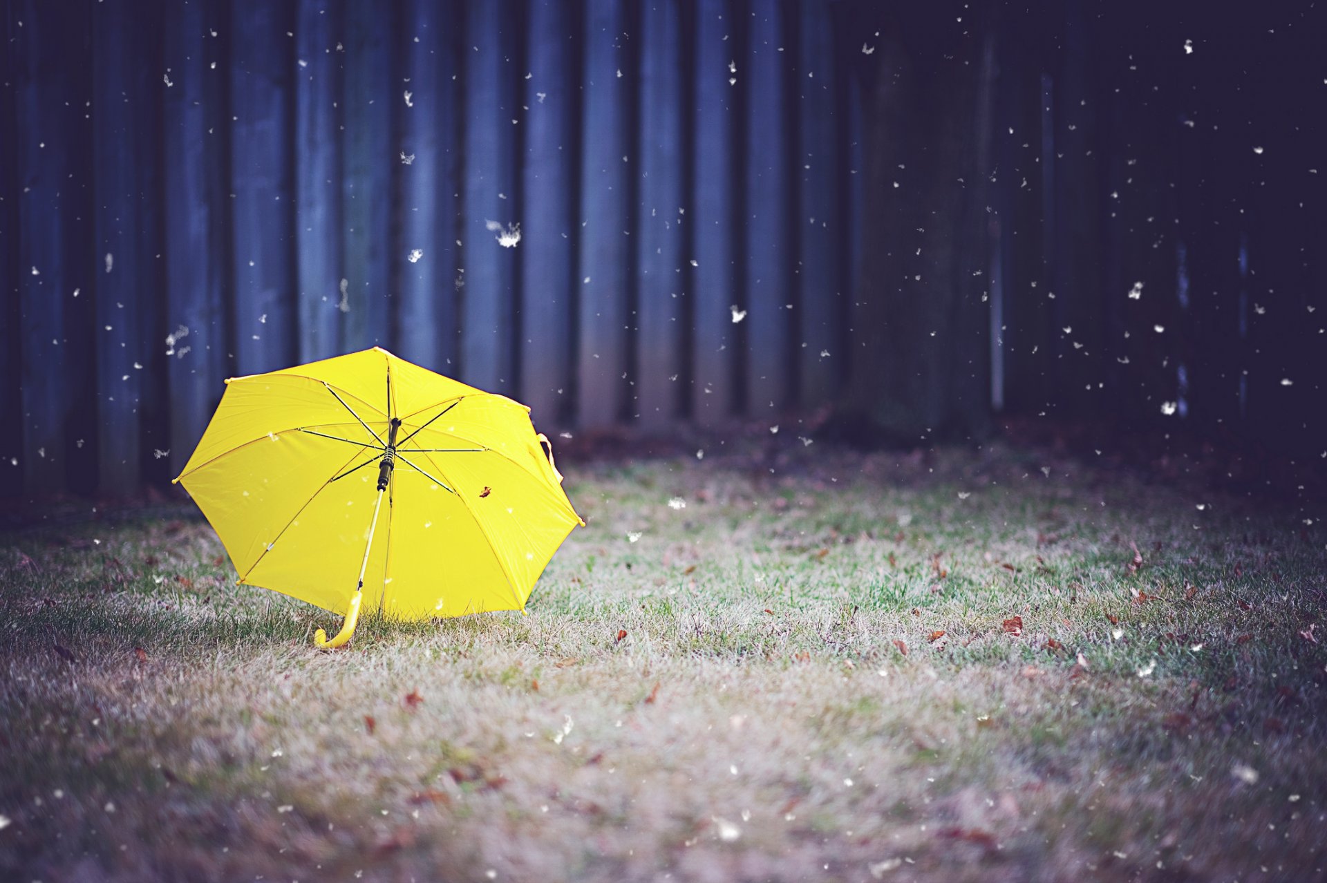 umbrella grass yellow yard