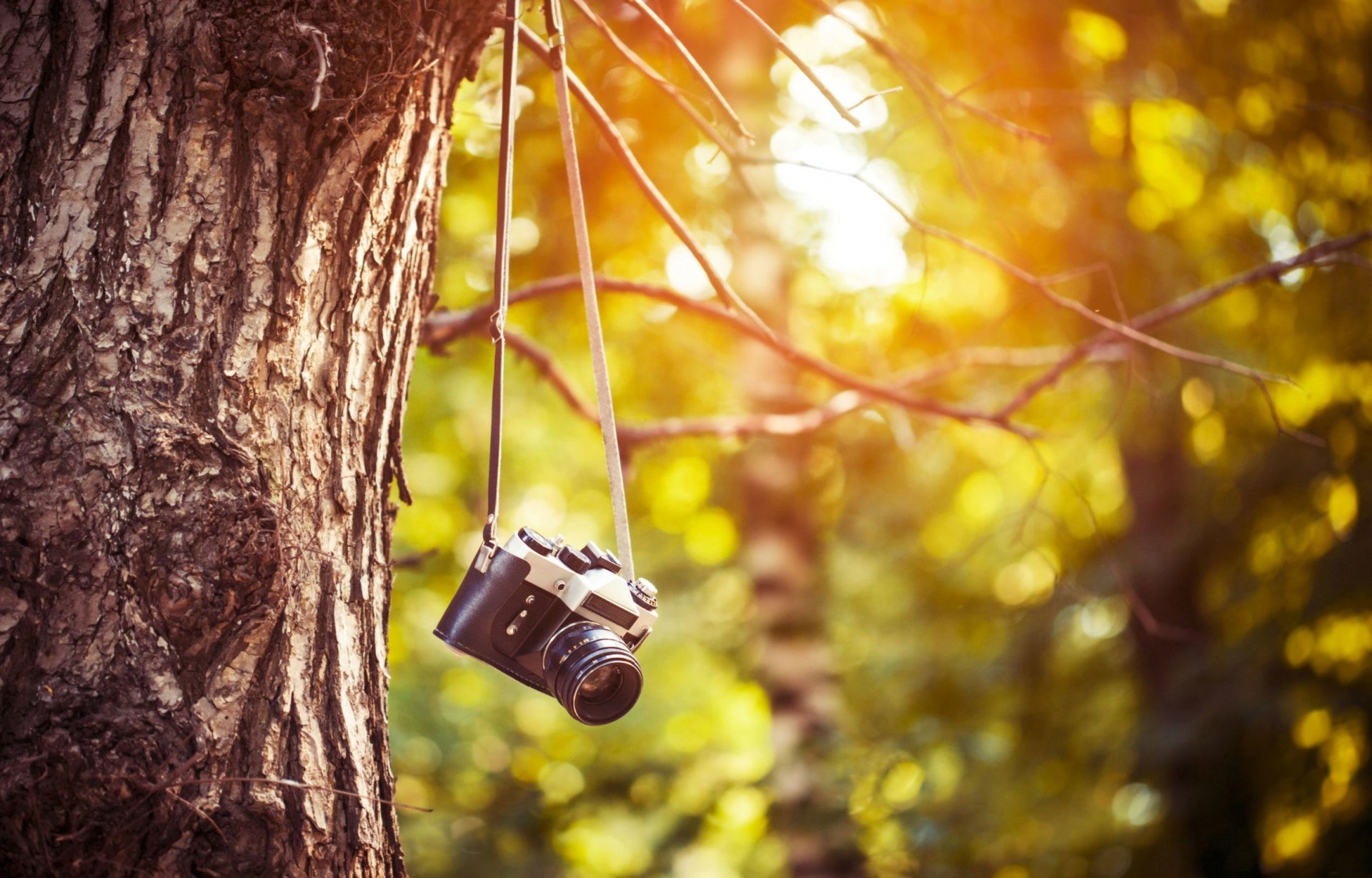 varie macchina fotografica macchina fotografica film immagini albero alberi corteccia verde foglie foglie rami mattina pomeriggio servizio fotografico sfocatura sfondo carta da parati widescreen schermo intero widescreen