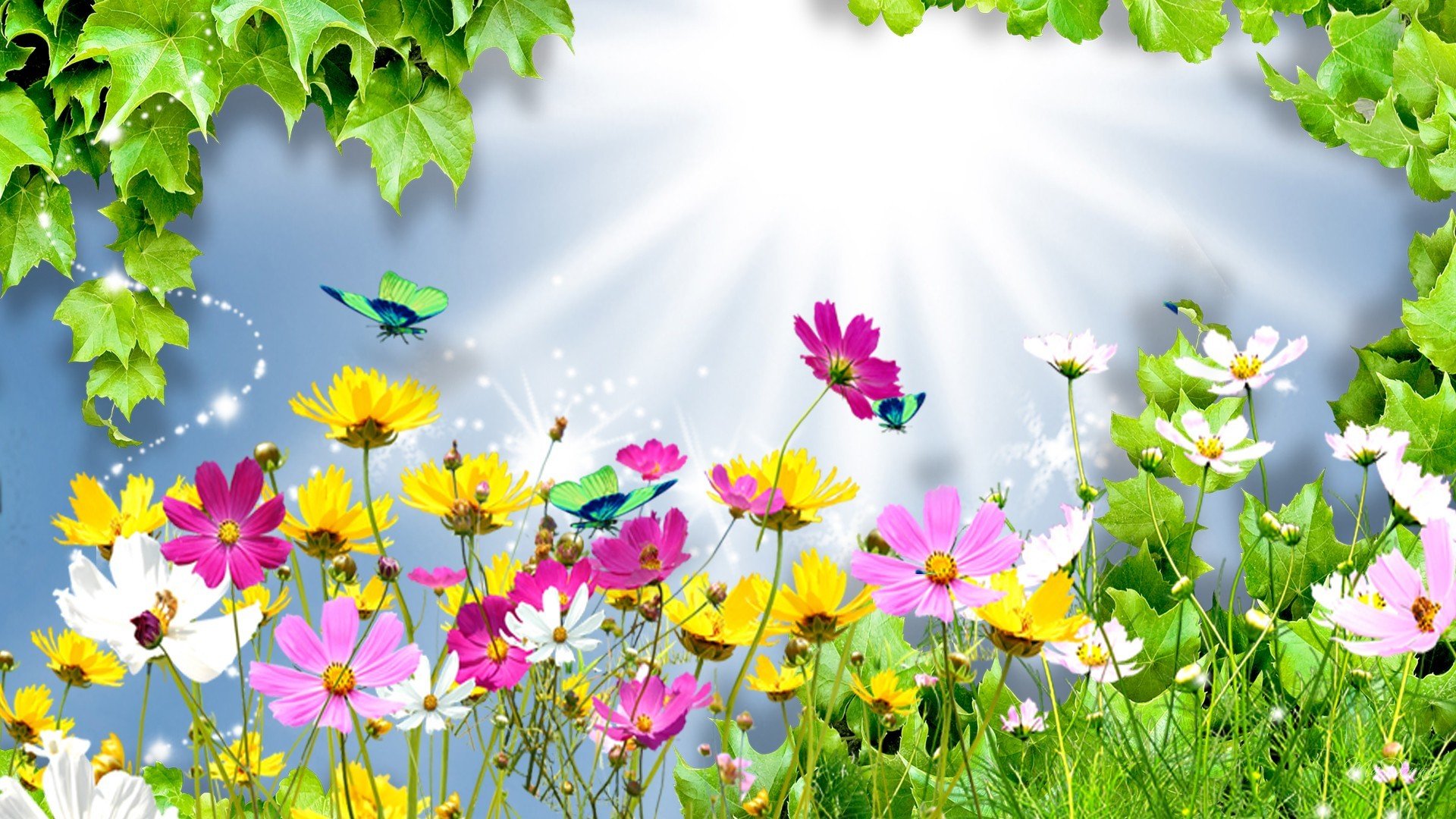 collage sommer blumen kosmea licht strahlen blätter schmetterling