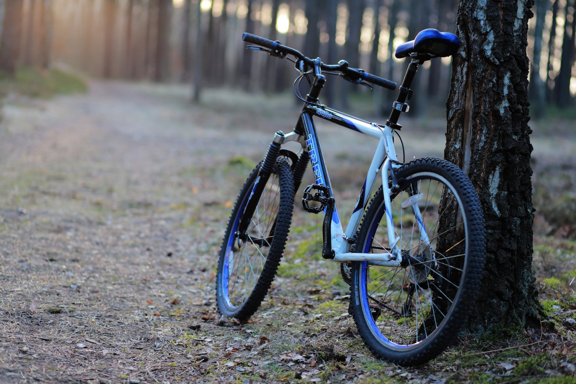 forêt passerelle arbre vélo matin