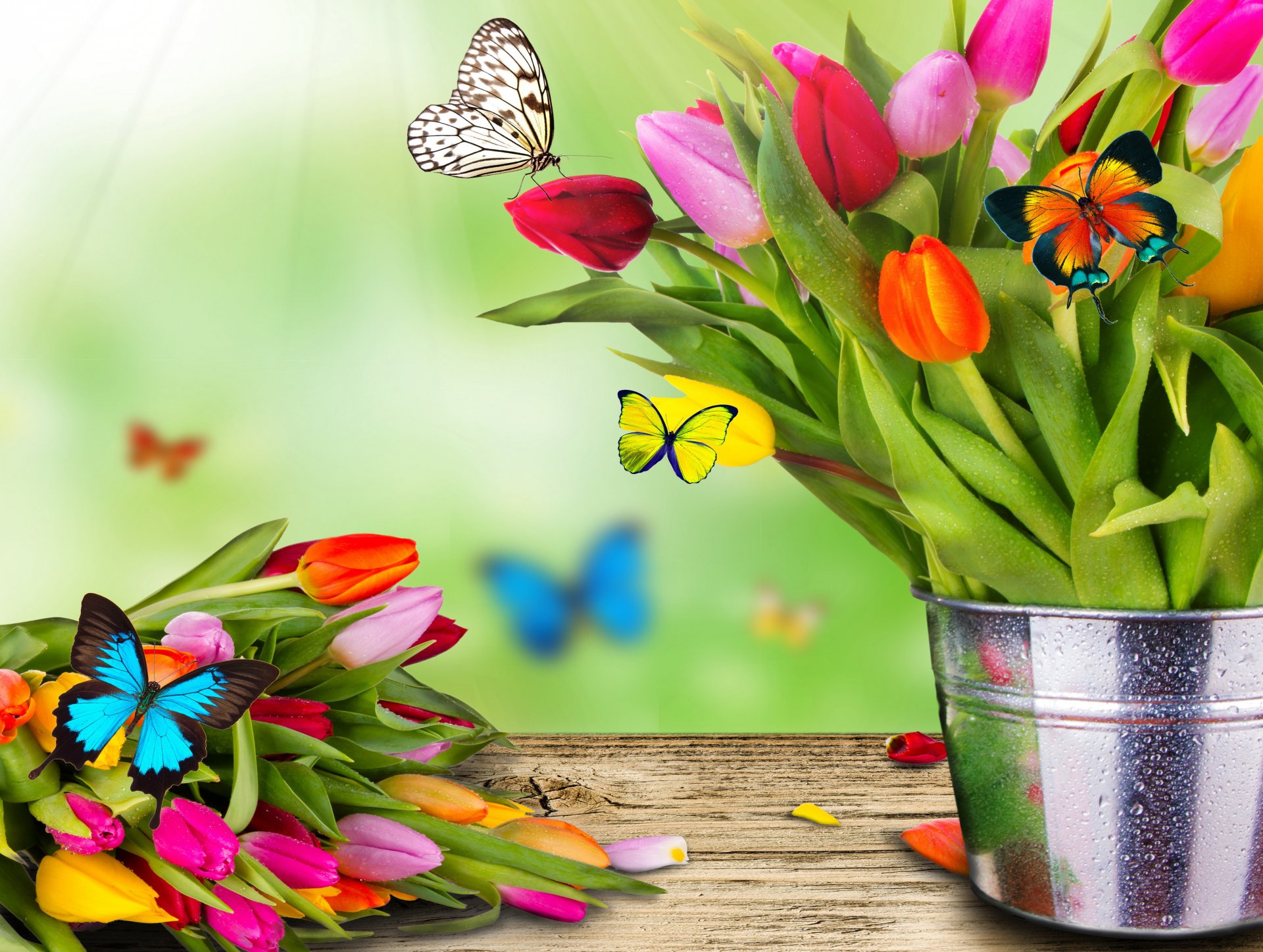 pring flowers tulips bucket bouquet butterfly moth collage