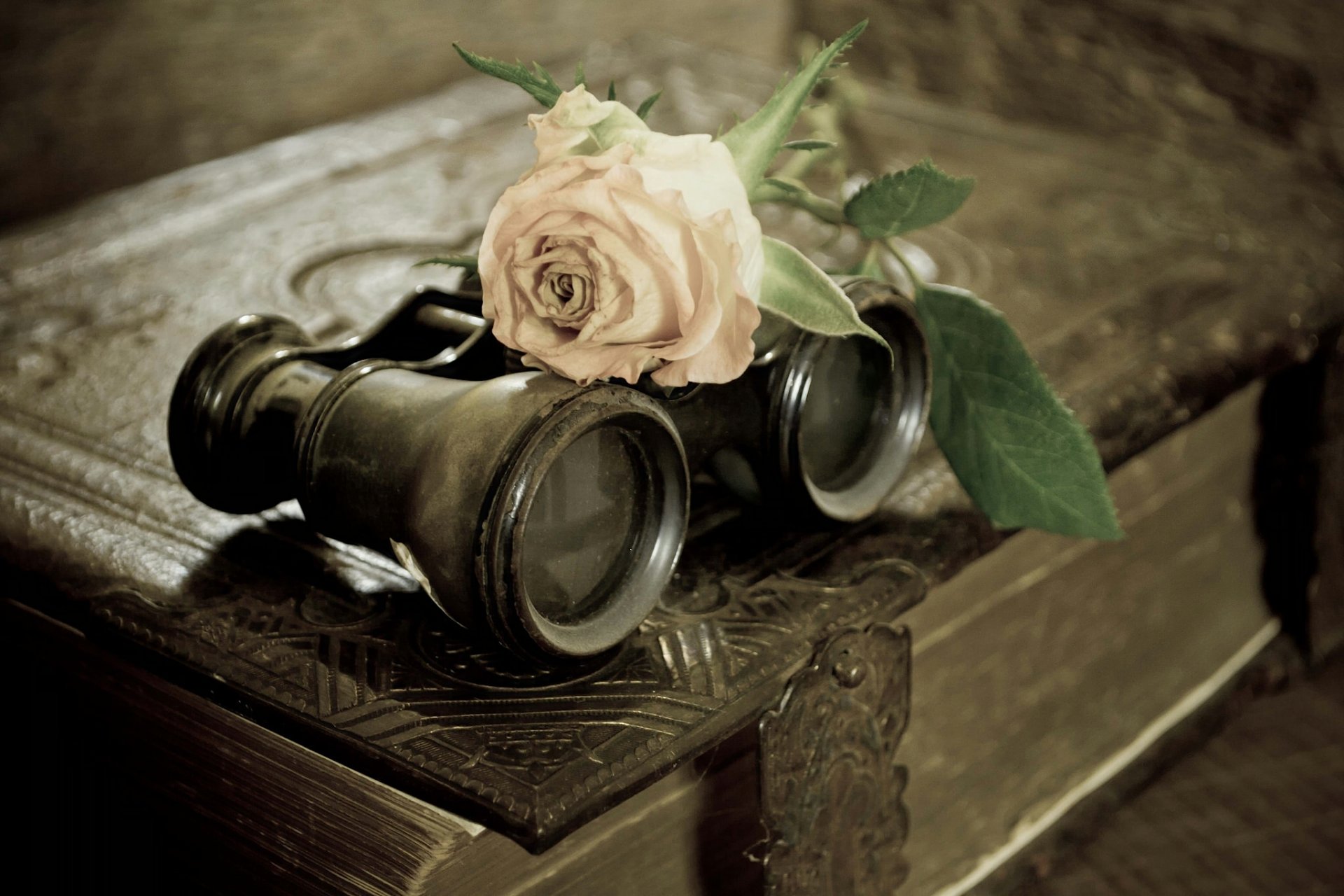 rosa fiore libro binocolo