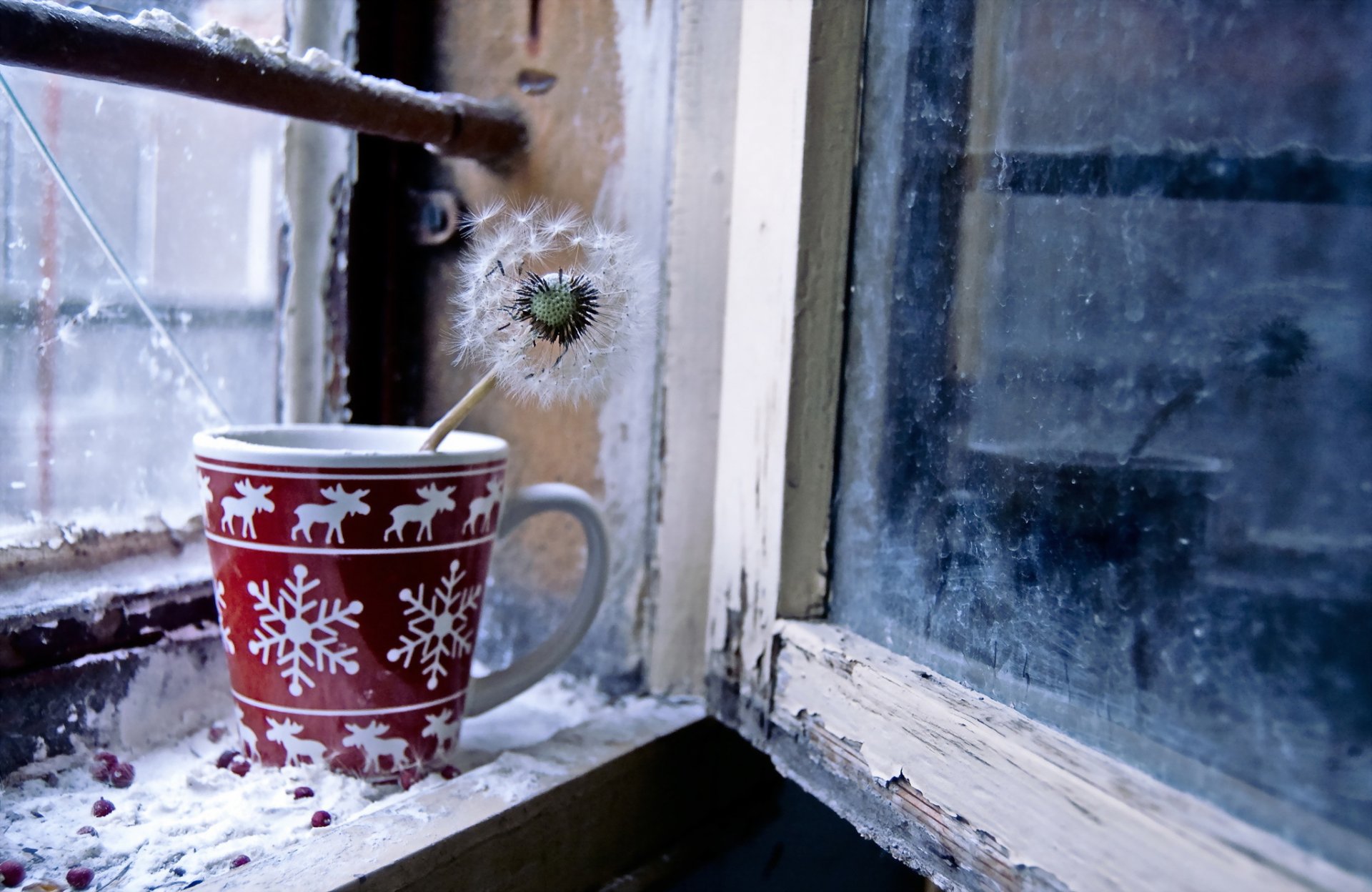 ventana taza diente de león