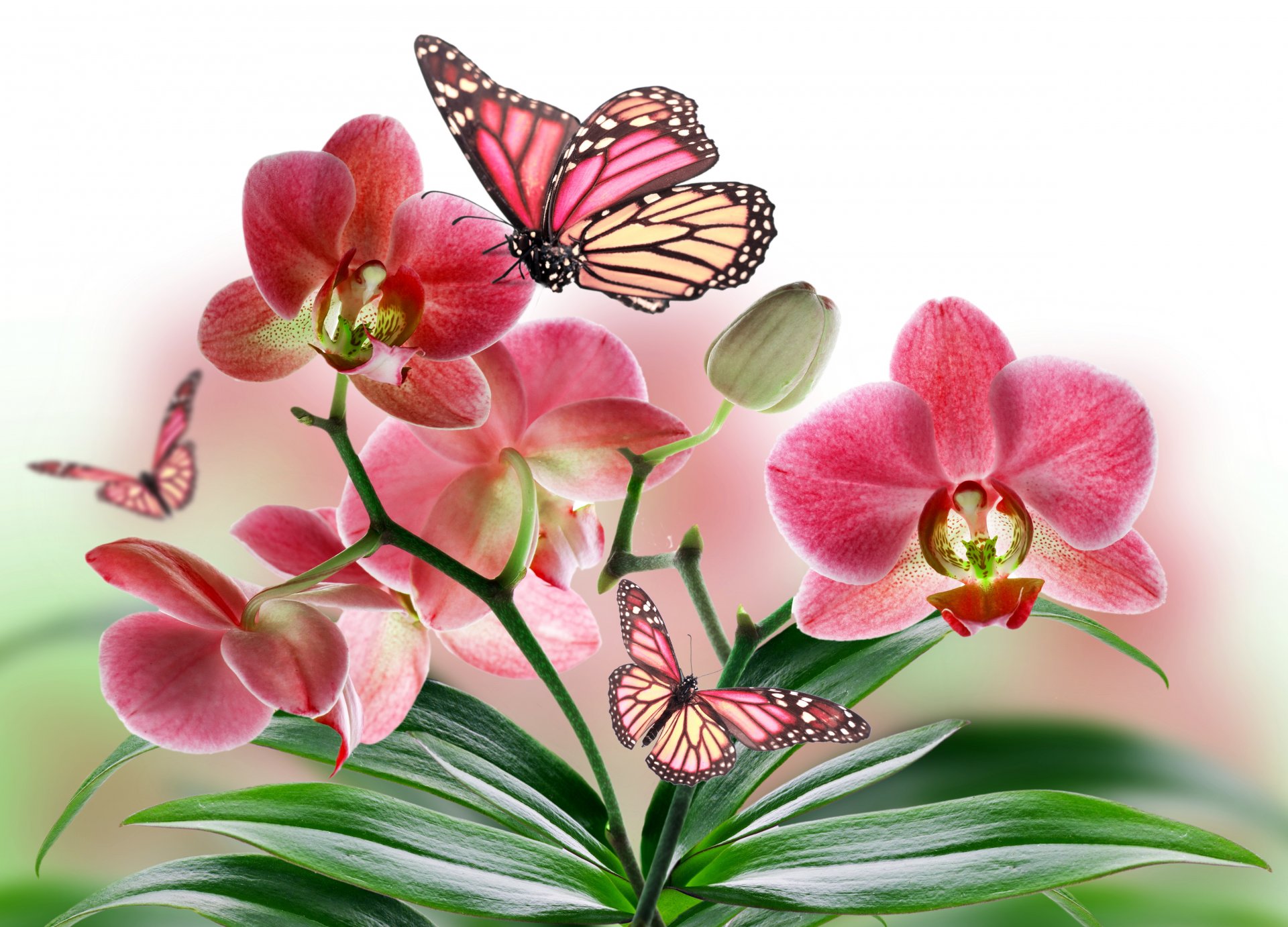 flower orchid petals plant butterfly wings nature collage