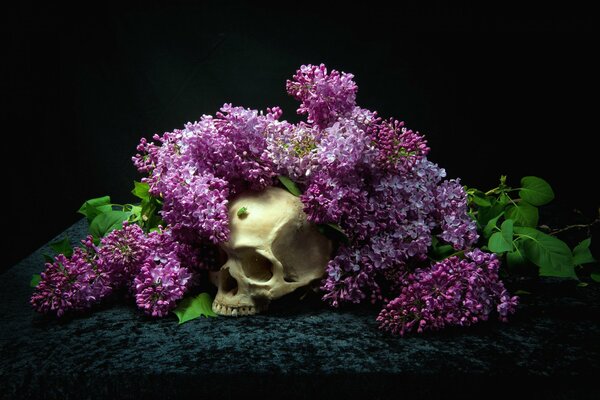 Crâne en bouquet de lilas sur fond noir