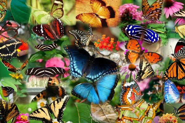 Collage aus schönen Schmetterlingen und anderen Insekten