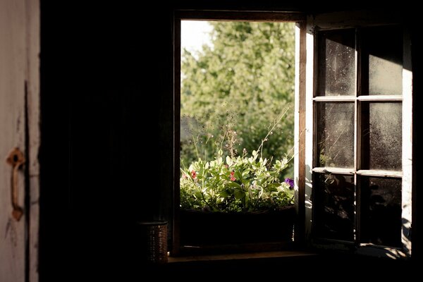 Ventana abierta con vistas a la naturaleza