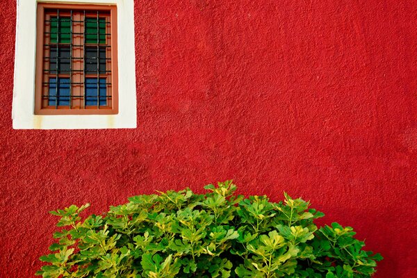 Buisson vert devant le mur rouge