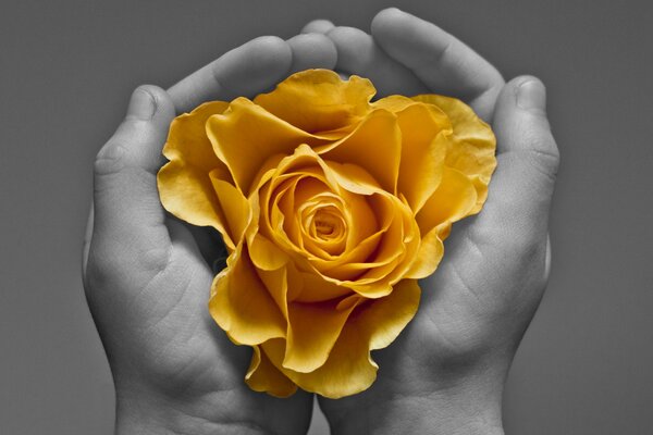 Rosa fiorita gialla nei palmi delle mani