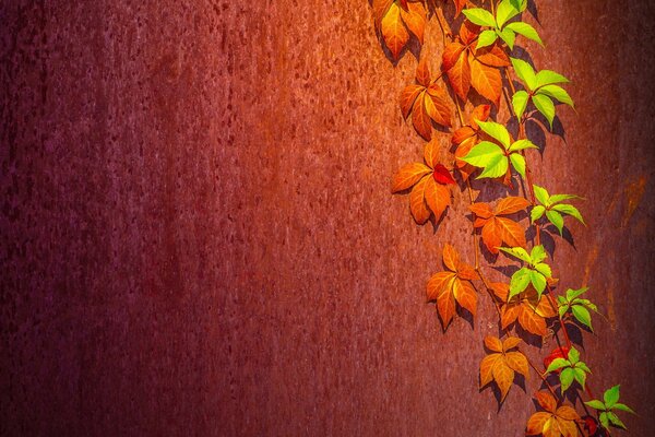 Vigne sur mur en terre cuite