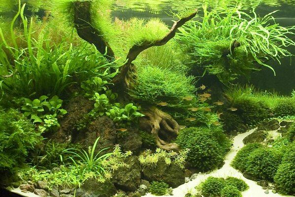 Aquarium avec des plantes d eau pour les poissons
