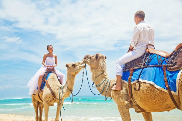 Recién casados. pareja enamorada monta en camello junto al mar