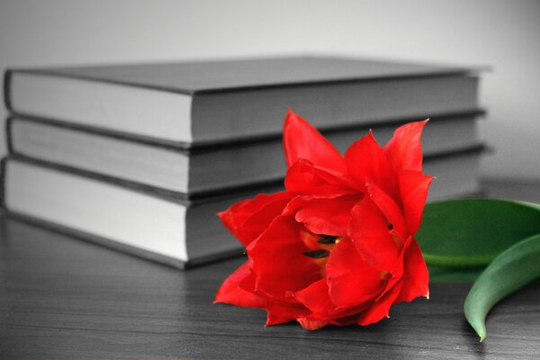 Beautiful red flower on the book table