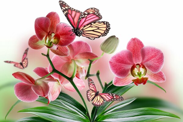 Butterflies fly over the red Phalaenopsis orchid