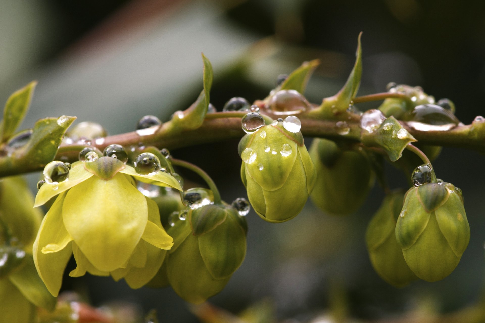 branche fleurs gouttes