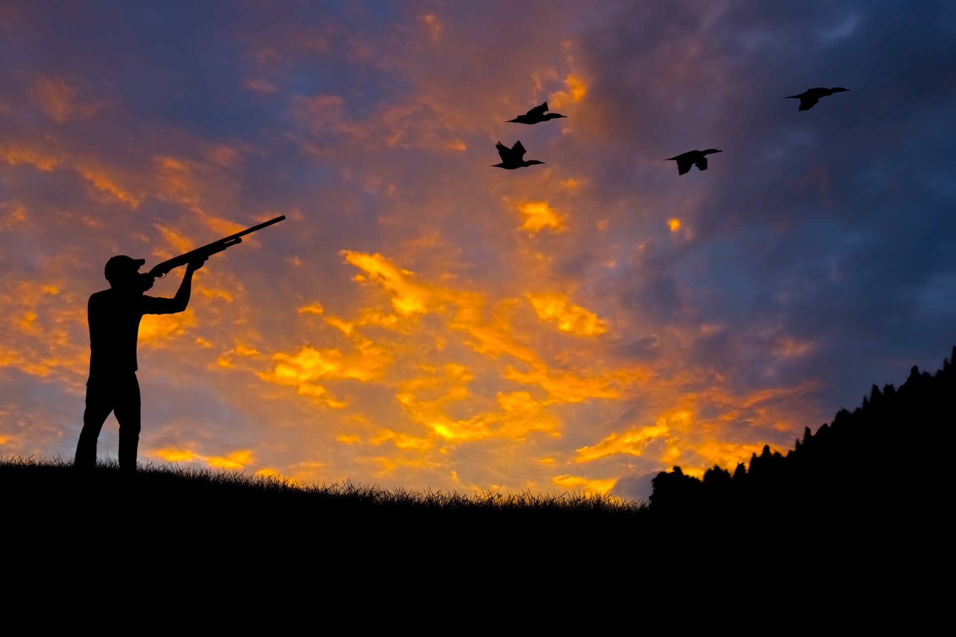 silhouette jagd waffe gewehr gewehr zielen präventiv schießen enten wald natur schöner hintergrund hintergrundbilder