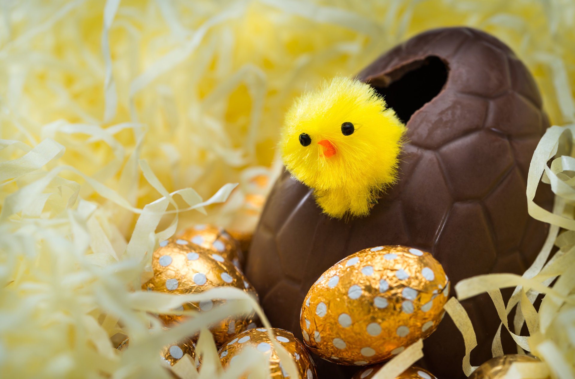 huevos de pascua grande chocolate alrededor oro huevos pollo eclosionado fuera del huevo mirando en el mundo pascua bokeh fondo de pantalla