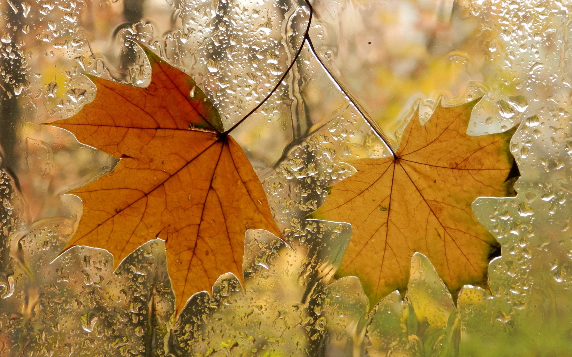 leaves window autumn