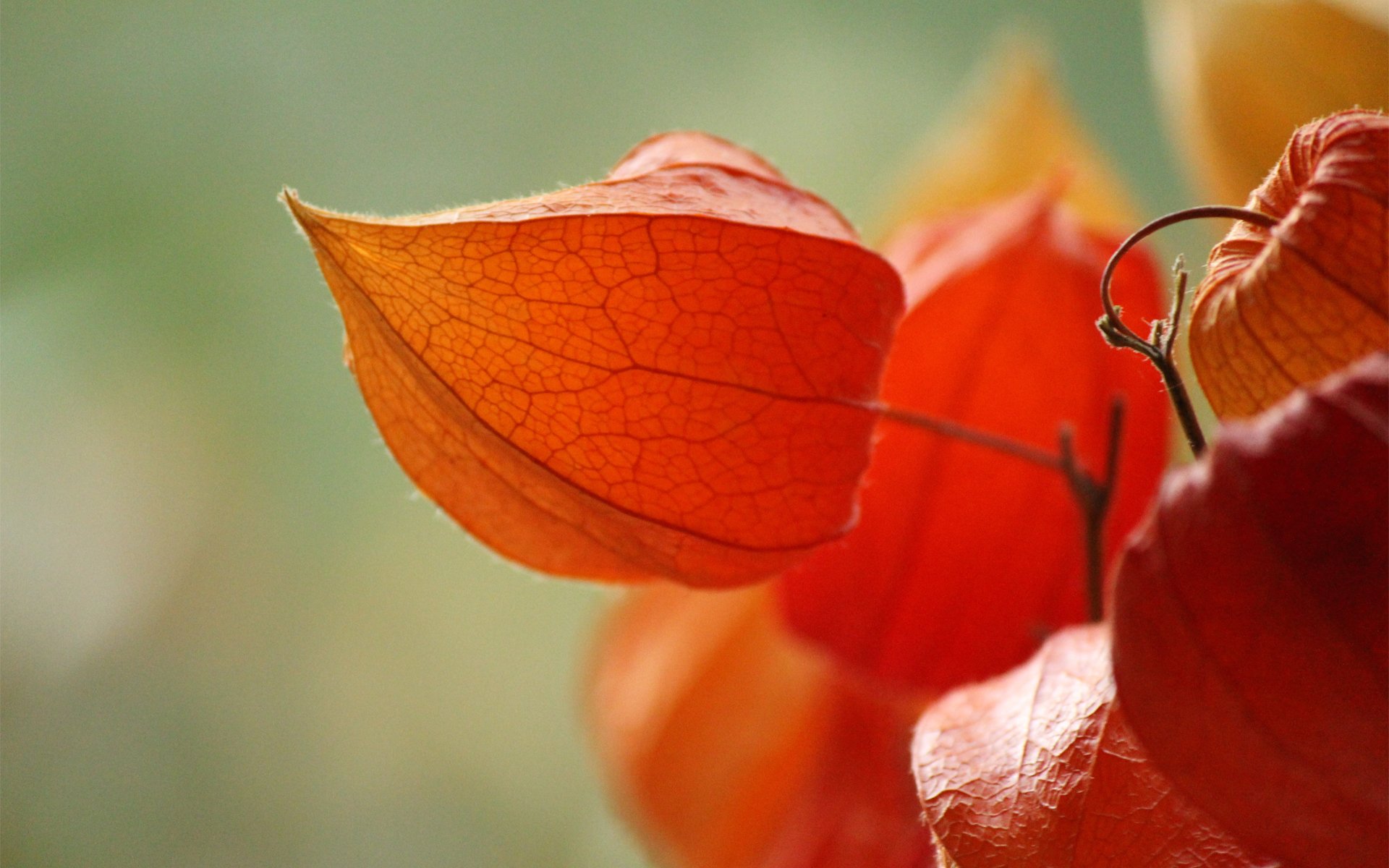 pflanze physalis blütenblätter zweig