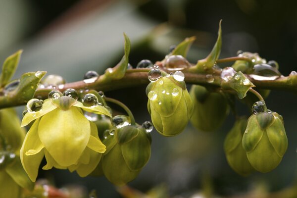 Flowers bloom on a branch feeding on drops