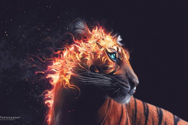 Hermoso tigre de fuego en la foto