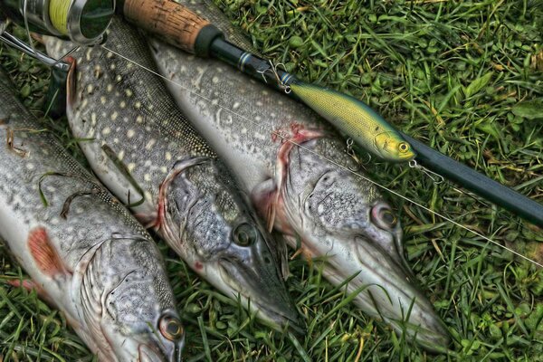 Brochets sur l herbe pris à la pêche