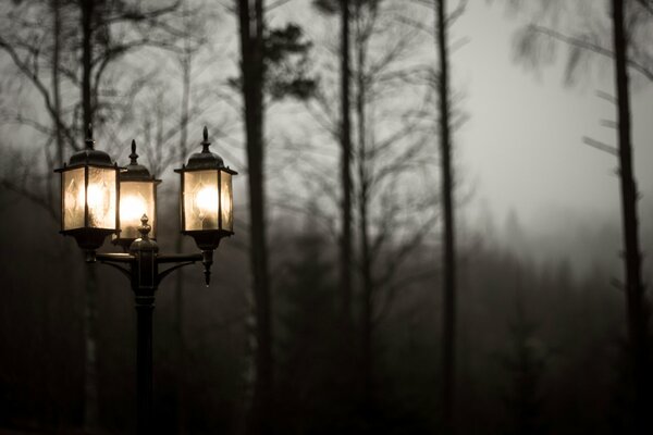 Luz de la linterna en la niebla de los árboles en el fondo de la naturaleza nublada