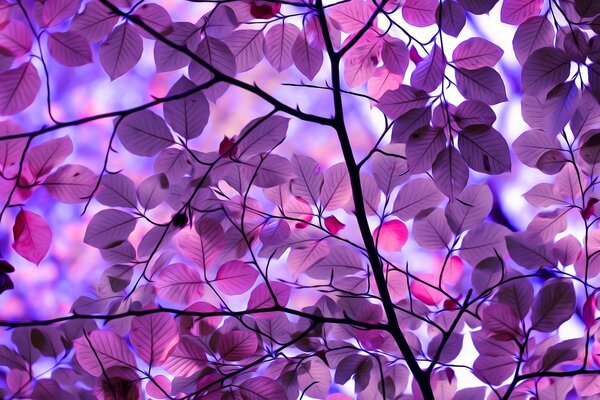 Tapeta w pełnym formacie drzewo i liście są fioletowe