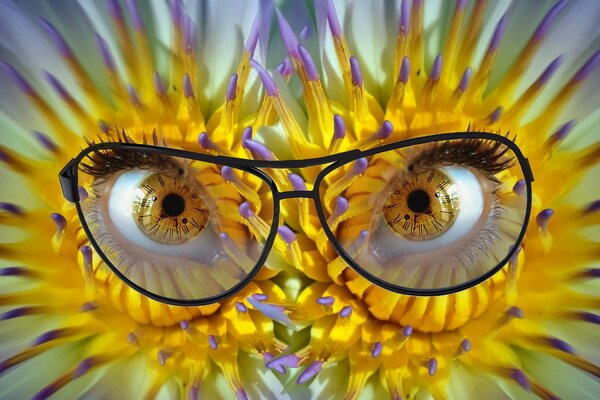 Lunettes à monture noire avec verres transparents. Yeux. Fleurs jaunes. Cadran pupillaire