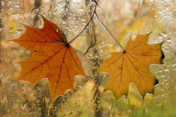 Detrás de la ventana hojas amarillas, el otoño ha llegado