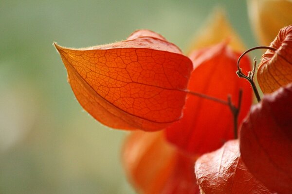 Belle plante physalis sur fond vert