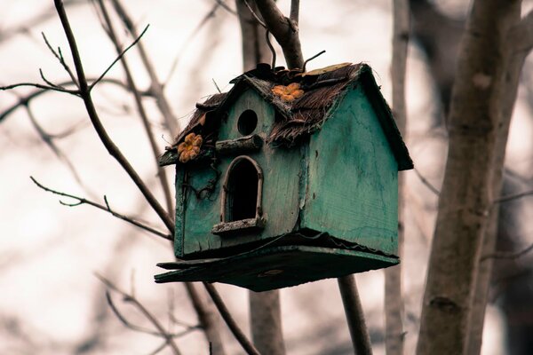 Altes Vogelhaus am Baum für Vögel