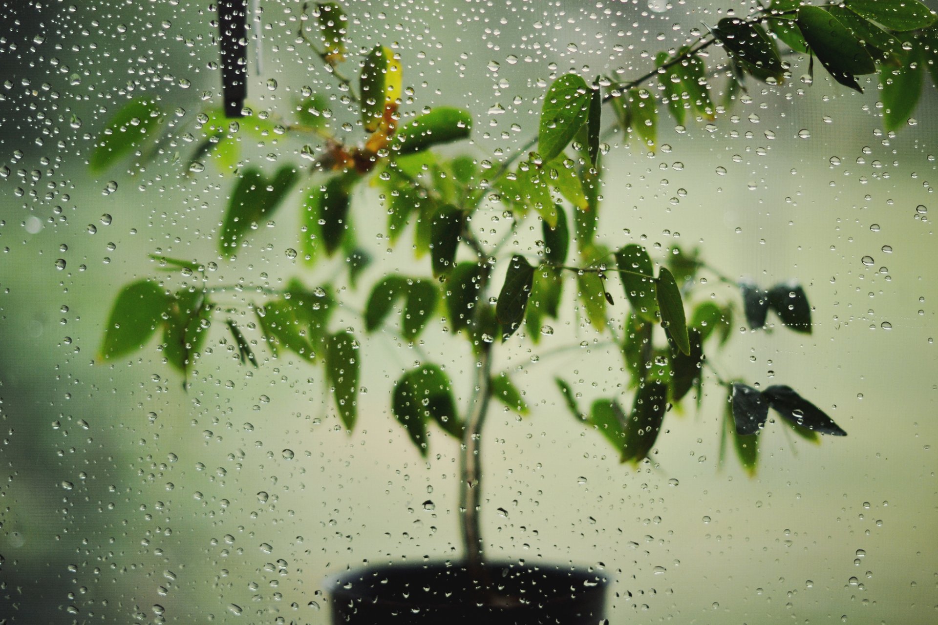 planta en maceta vidrio gotas