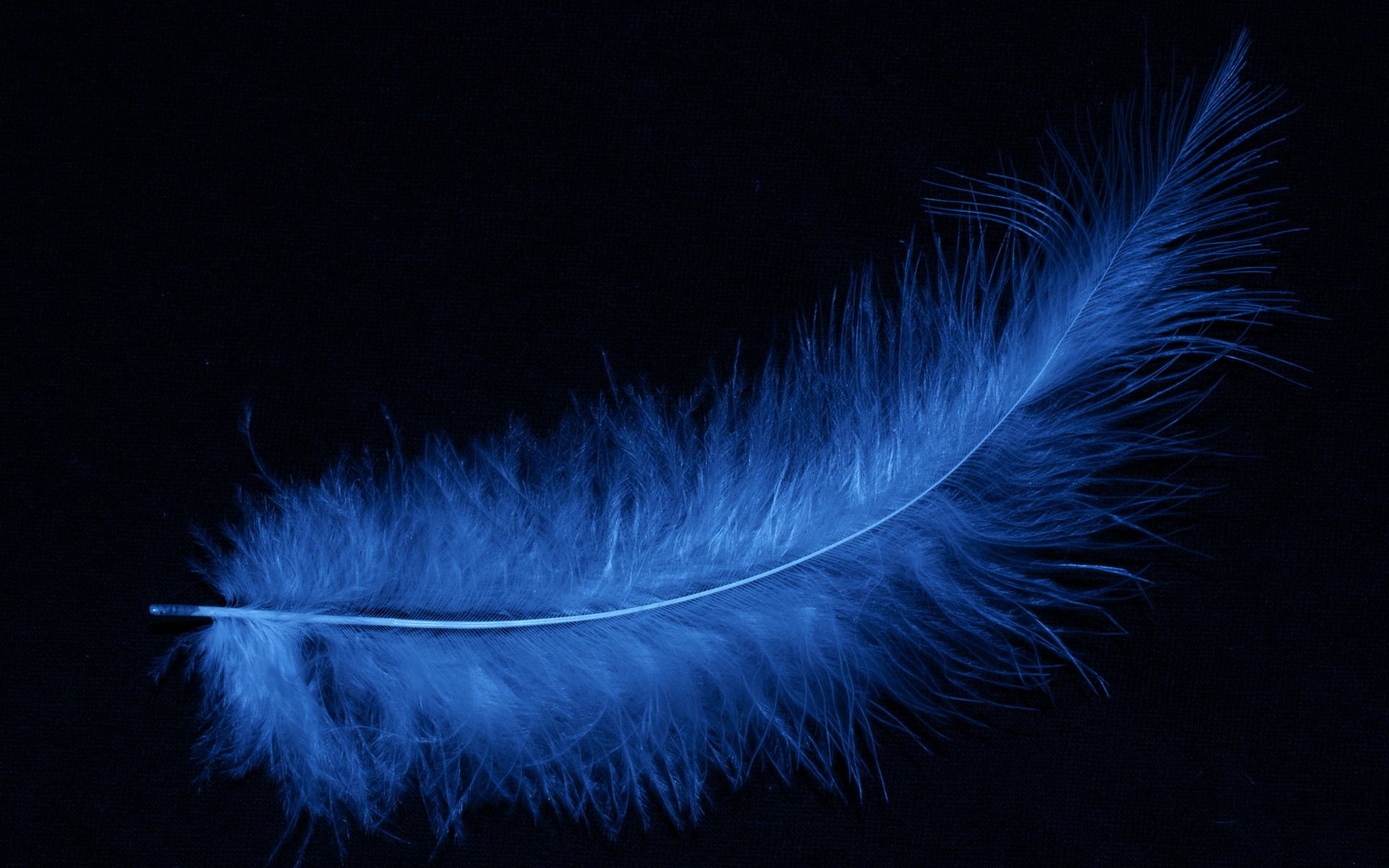 feather blue black background