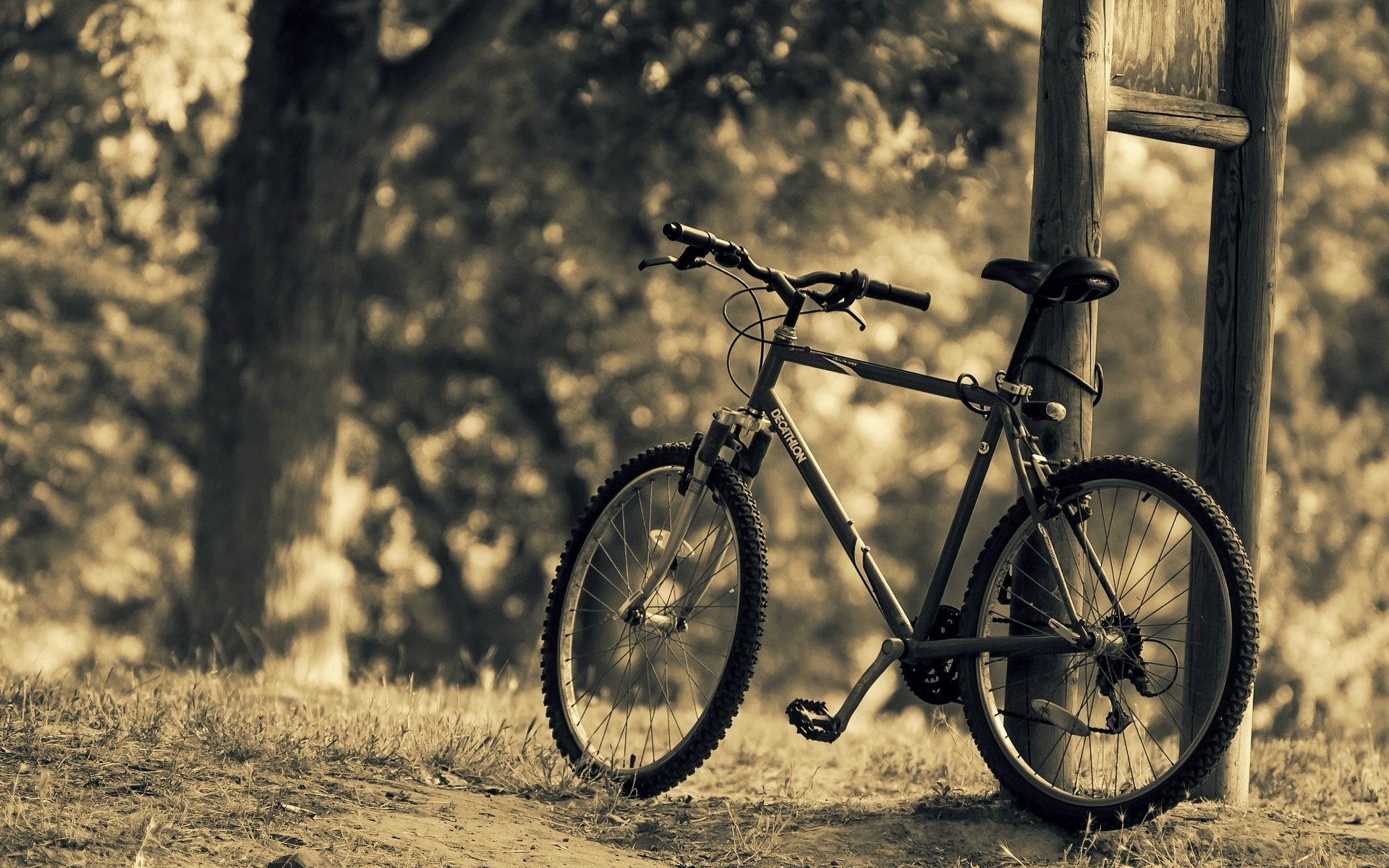 varios bicicleta naturaleza deportes árboles árbol hojas hojas desenfoque fondo papel pintado pantalla ancha pantalla ancha pantalla ancha