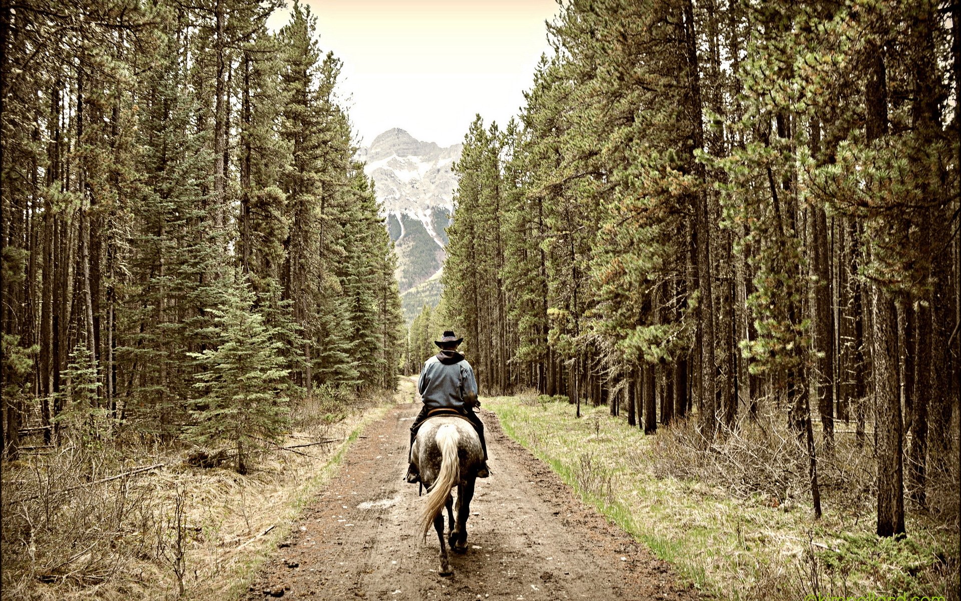 strada cavaliere foresta montagne