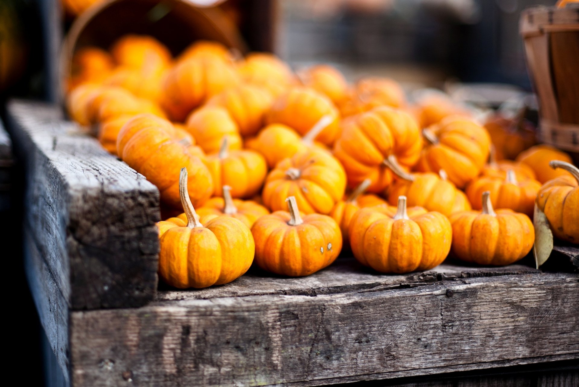 zucche verdure arancio autunno raccolto cestini