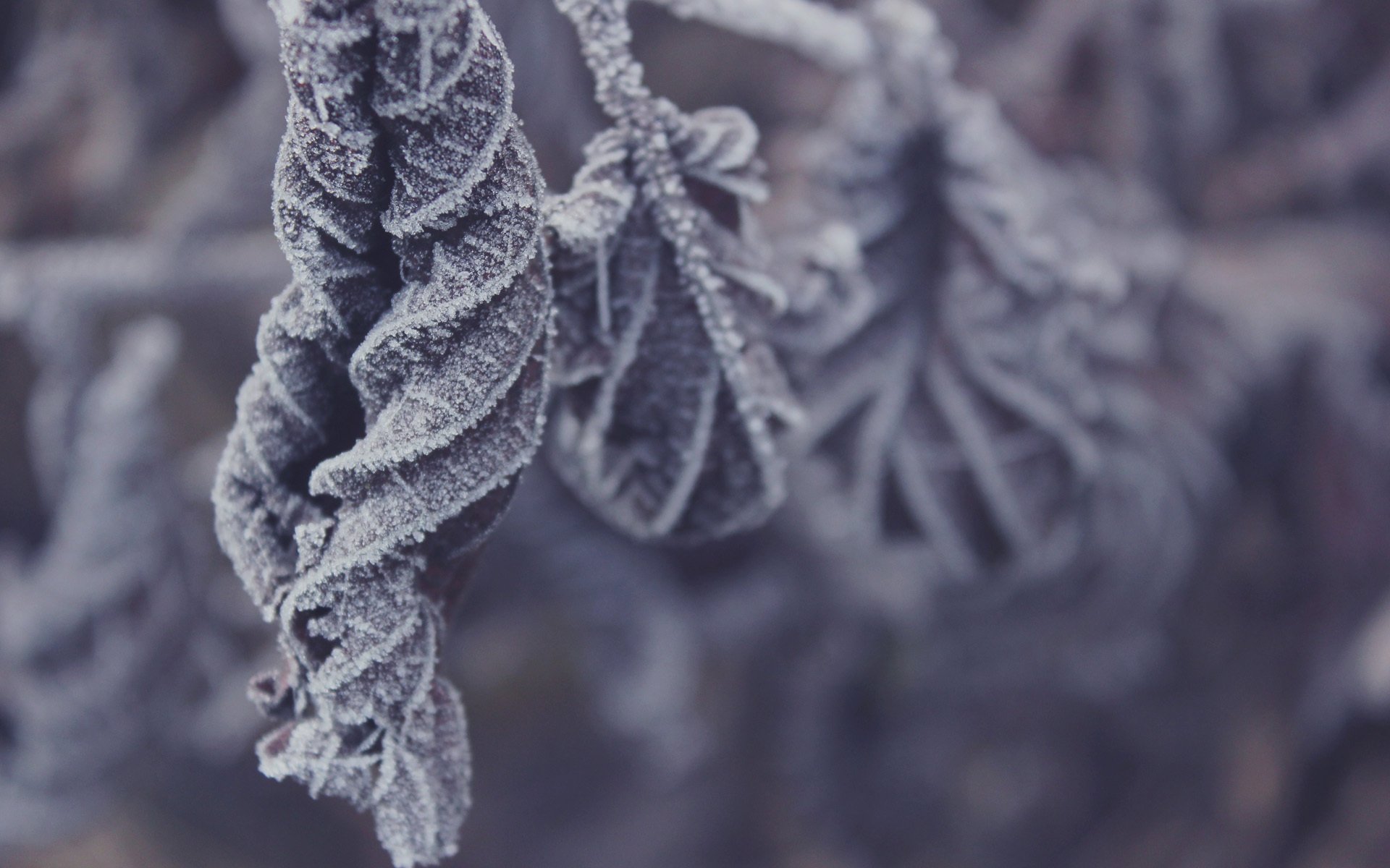 frost leaves winter dry cool