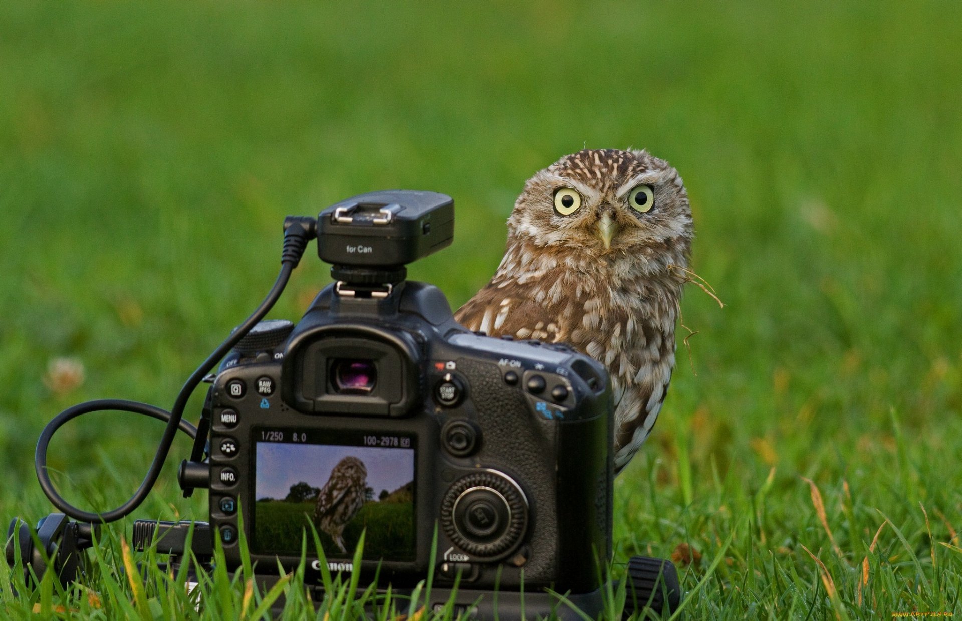 сова фотоаппарат canon трава взгляд