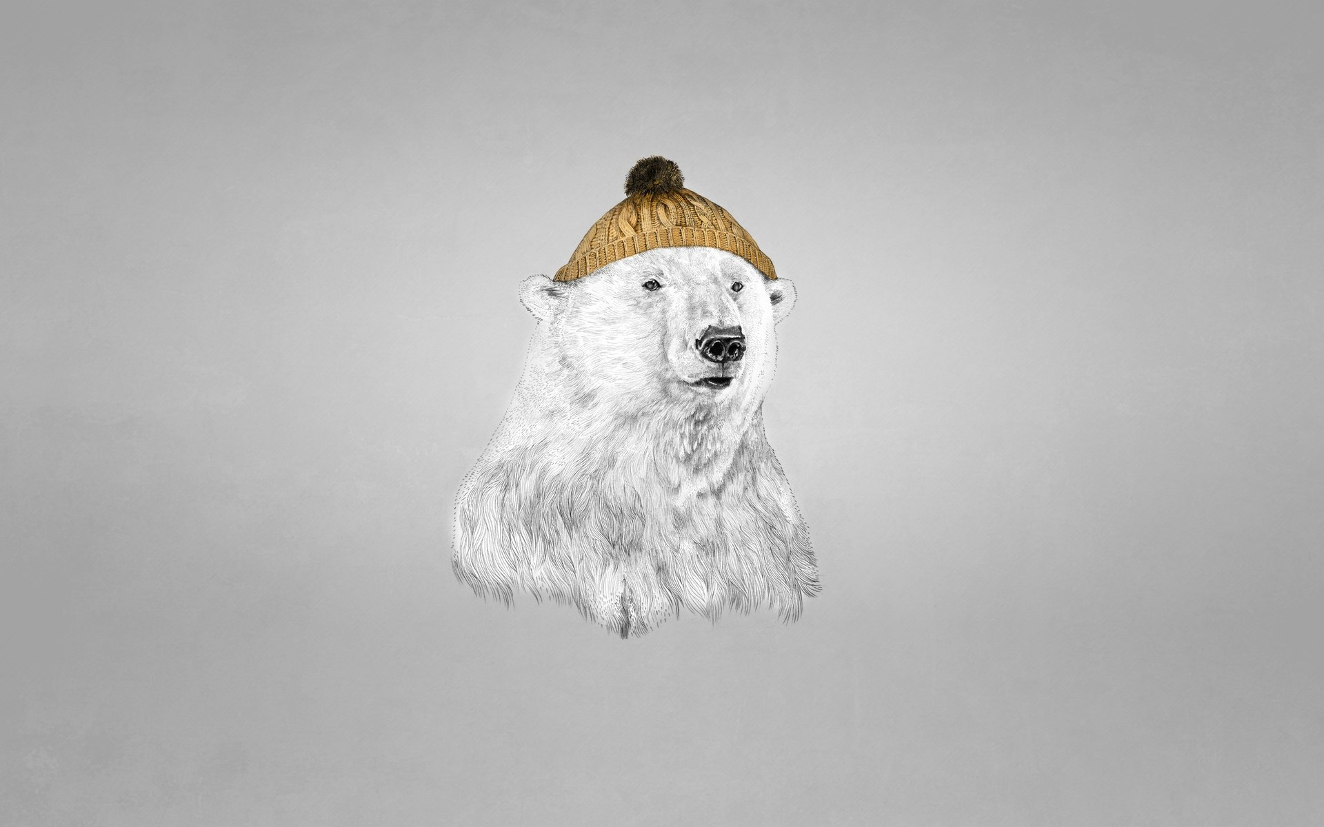 orso polare cappello sfondo scuro orso