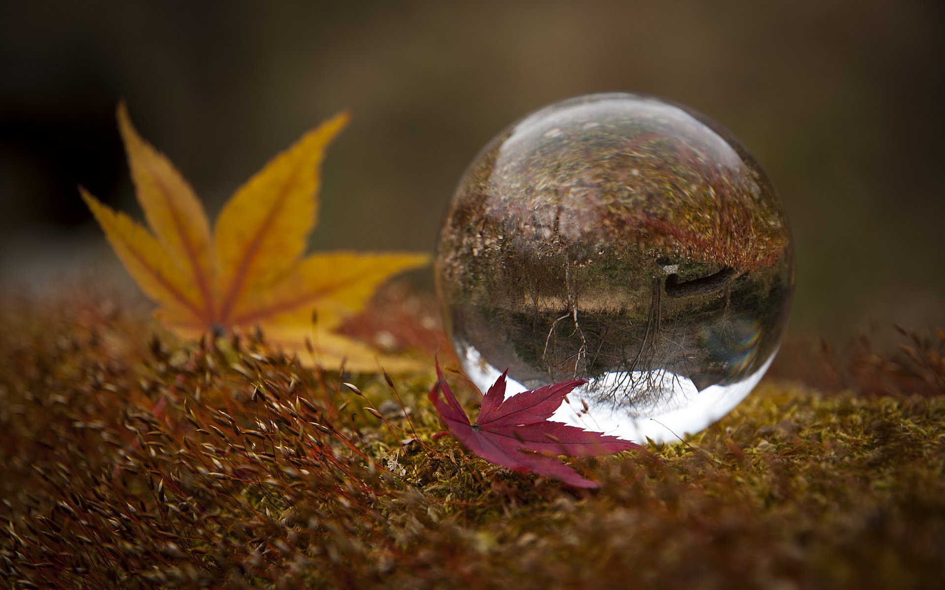 leaves ball nature