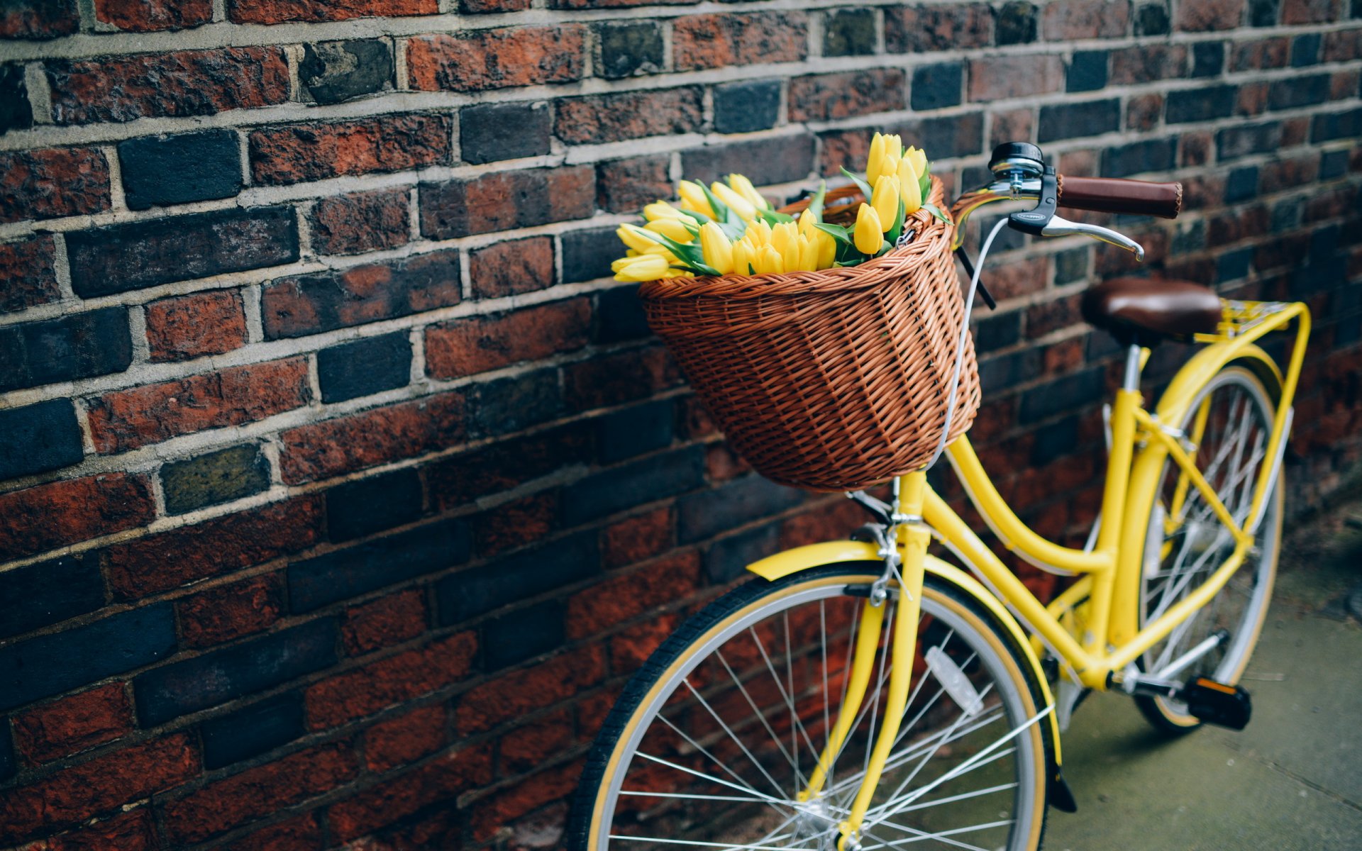 fahrrad blumen tulpen